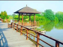 -大湾区中央湿地公园