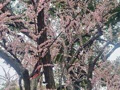 -无锡梅园公园