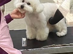 -暖阳宠物医院·犬猫康复中心·骨科