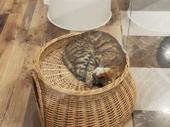 -袖虎·猫馆(体育西路店)