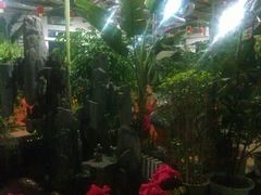 大厅绿化-天发长铁锅炖(王秀村店)