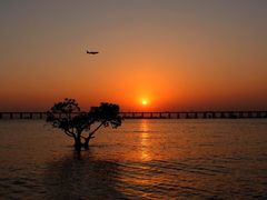 -宝安西湾红树林湿地公园