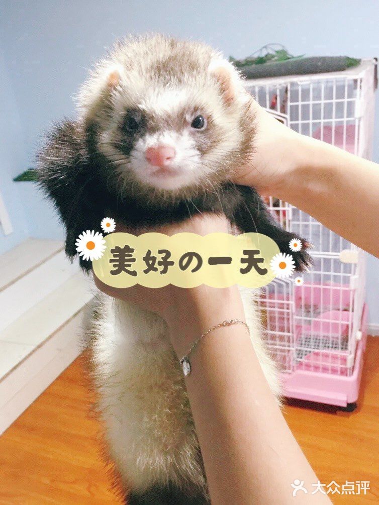 羊驼🦙宝宝也太萌啦