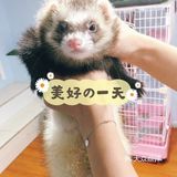 羊驼🦙宝宝也太萌啦