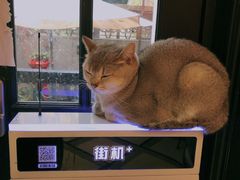 -猫色咖啡·猫咖