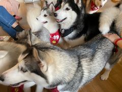 -Husky Go! 哈士奇体验馆·宠物咖啡厅狗咖