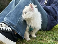 -欣宠猫屋·矮脚拿破仑·蓝金金渐层