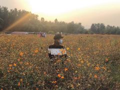 -北京东方普罗旺斯薰衣草庄园