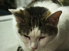 -金太粽(上海弄堂第一粽店)