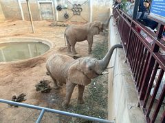 -西霞口神雕山野生动物世界