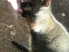 -费瑟代尔野生动物园