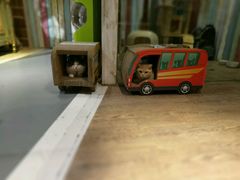 猫咪-小时光咖啡馆(开森度假森林店)