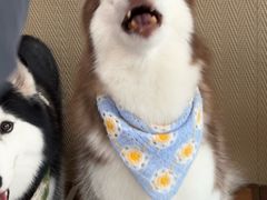 -星多哈·狗咖·拼豆·咖啡