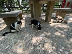 -上海佘山国家森林公园天马山园