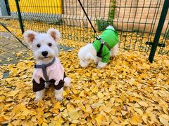 -三里屯东五街银杏大道