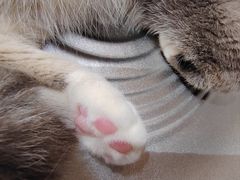 -MOCHA明星猫咖(田子坊店)