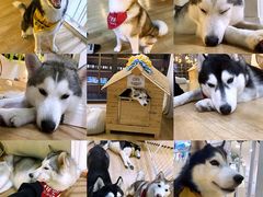 -Husky Go! 哈士奇体验馆·宠物咖啡厅狗咖