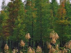 -白鹭湾湿地公园