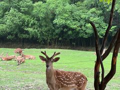 -杭州野生动物世界
