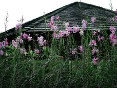 -植物园哈利亚餐厅