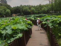 -陈家山荷花公园