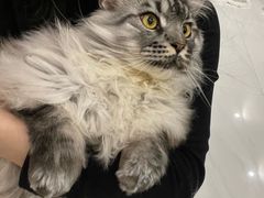 -老吴的猫·猫舍(新区店)