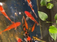 -洞庭家宴·头牌甲鱼(广渠门店)
