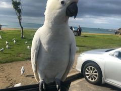 -Dooley's Premium Ice Cream