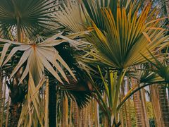 -中国科学院华南植物园