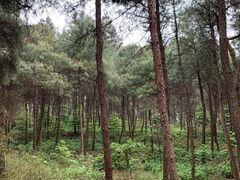 -铁山坪森林公园