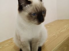 -Heymao猫咖.咖啡厅(东门店)