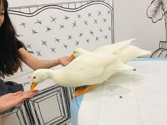 -白夜2D咖啡馆
