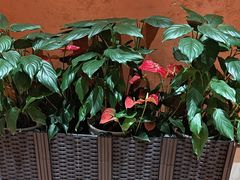 -湖北三五醇酒店·35年新楚菜