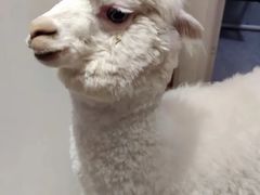 -Heymao猫咖.咖啡厅(东门店)