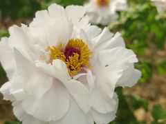 -仁和公园(顺义区)