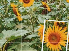 -汉长安城未央宫国家考古遗址公园