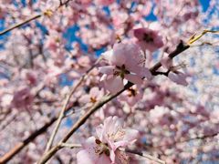 -桃花堤公园
