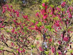-神光山国家森林公园
