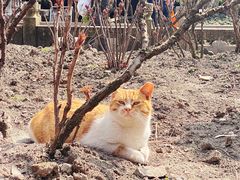 -龙华寺