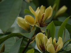 -上海滨江森林公园