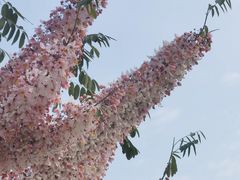 -深圳国际园林花卉博览园