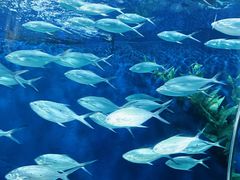 -上海海洋水族馆
