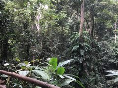-西双版纳原始森林公园