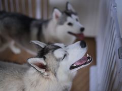 -Husky Go! 哈士奇体验馆·宠物咖啡厅狗咖