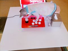 -猫在这儿猫咪咖啡馆·撸猫馆