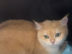 -纳吉亚猫专科动物诊疗中心(蒋宅口分院)