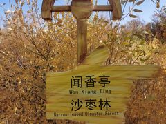-金塔沙漠胡杨林景区