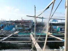 -蓝湾碧波·老字号·疍家非遗海上餐厅