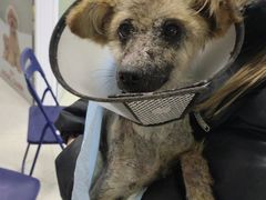 -瑞派福兴宠物医院犬猫全科·骨科·中西医结合(河东店)