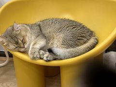 -有喵·猫咖·狗咖·40+猫狗有小奶狗(岗厦店)